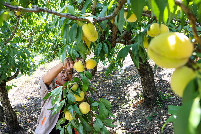 果農(nóng)們穿梭在桃林間，忙著摘果。