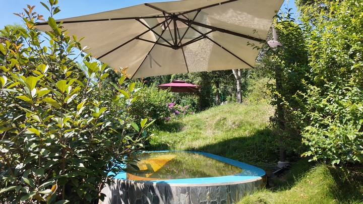 綠植環抱小泉池，藏著夏日清涼意。張川 攝.jpg