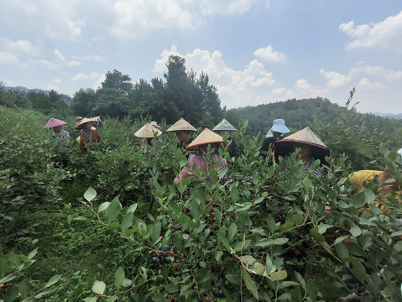 藍莓采摘現場。