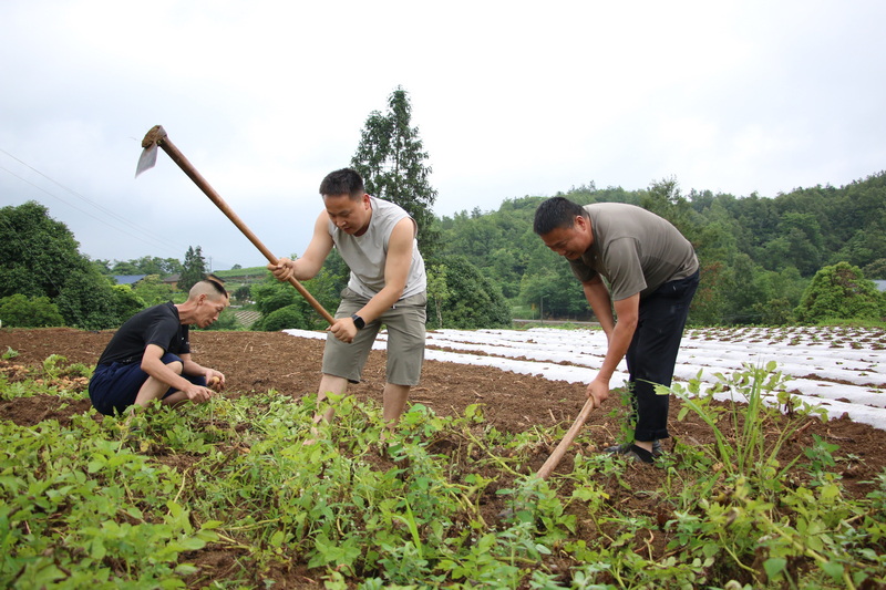 印江自治縣纏溪鎮湄坨村黨員志愿者為群眾搶收洋芋。