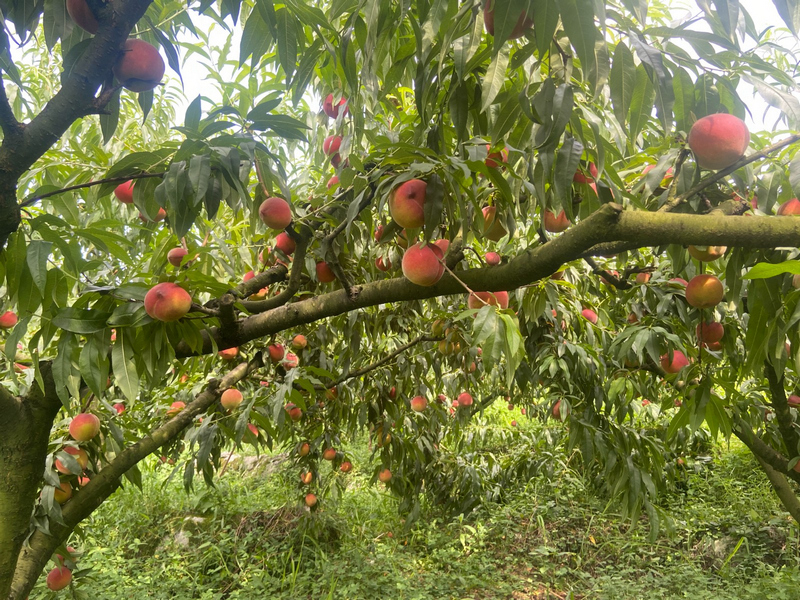 豐收的黃桃。郭振東攝