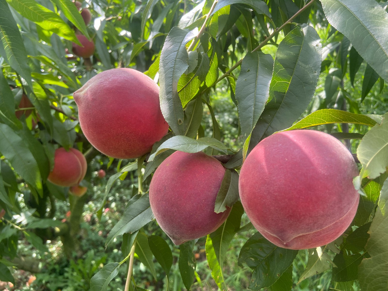 飽滿圓潤的桃子。吳竹彧攝