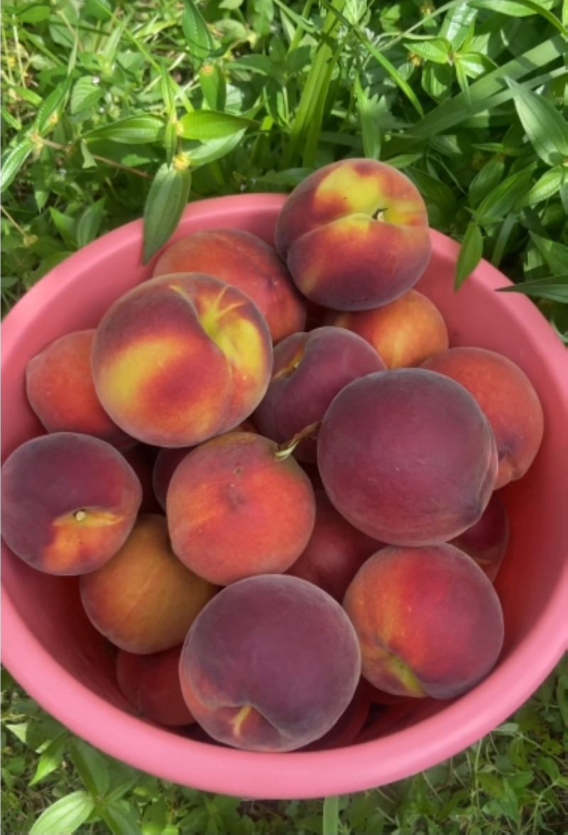 豐收的黃桃。郭振東攝