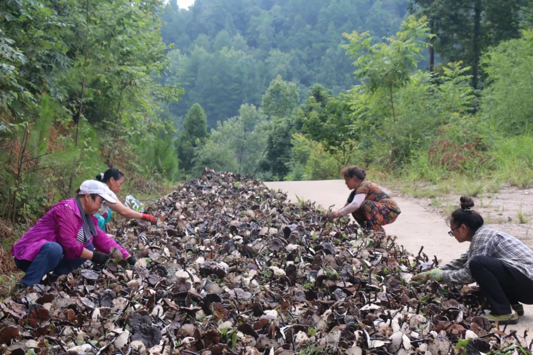 鎮(zhèn)遠縣大地鄉(xiāng)：念好“靈芝經(jīng)” 鋪就鄉(xiāng)村振興致富路