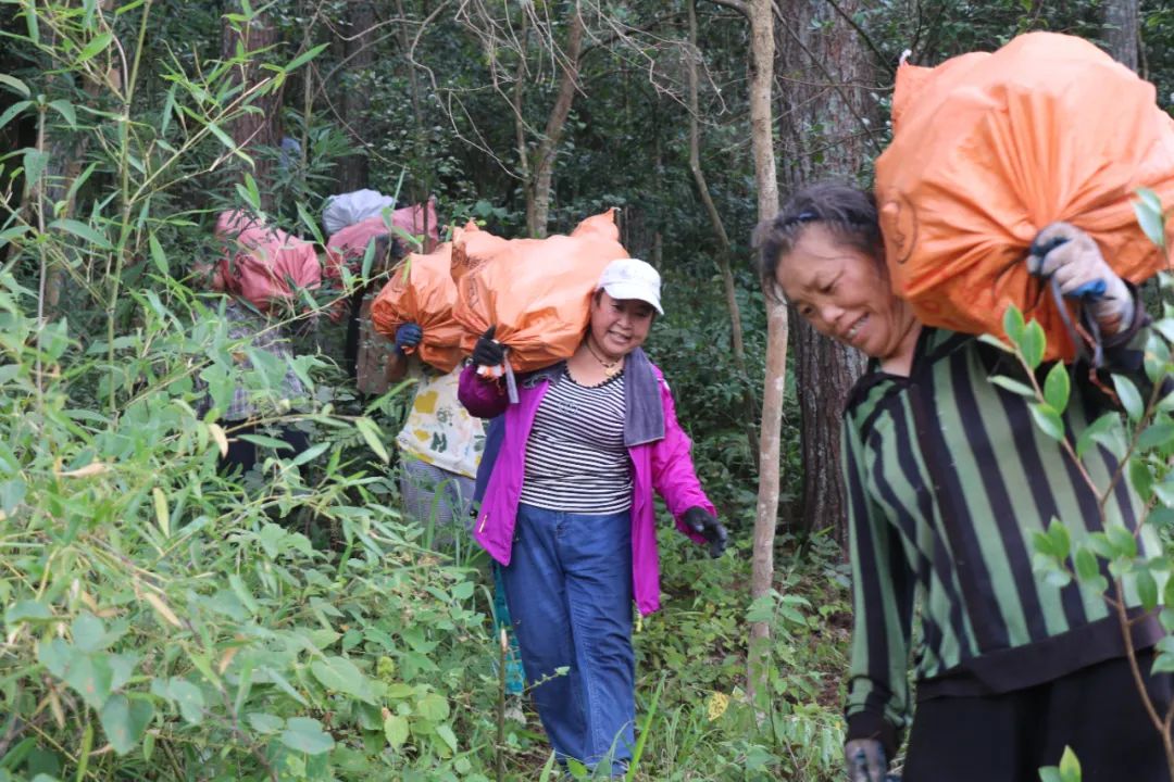 鎮(zhèn)遠縣大地鄉(xiāng)念好“靈芝經(jīng)” ，鋪就鄉(xiāng)村振興致富路。