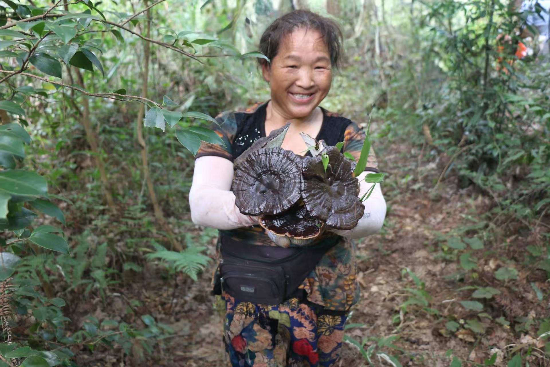 鎮(zhèn)遠縣大地鄉(xiāng)念好“靈芝經(jīng)” ，鋪就鄉(xiāng)村振興致富路。
