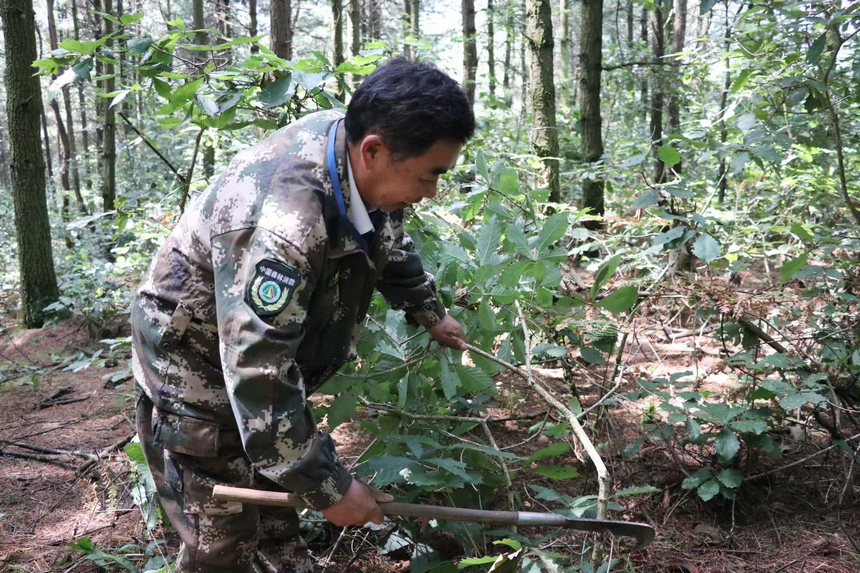 翟思平正在清理歪倒的樹枝。邱雪攝