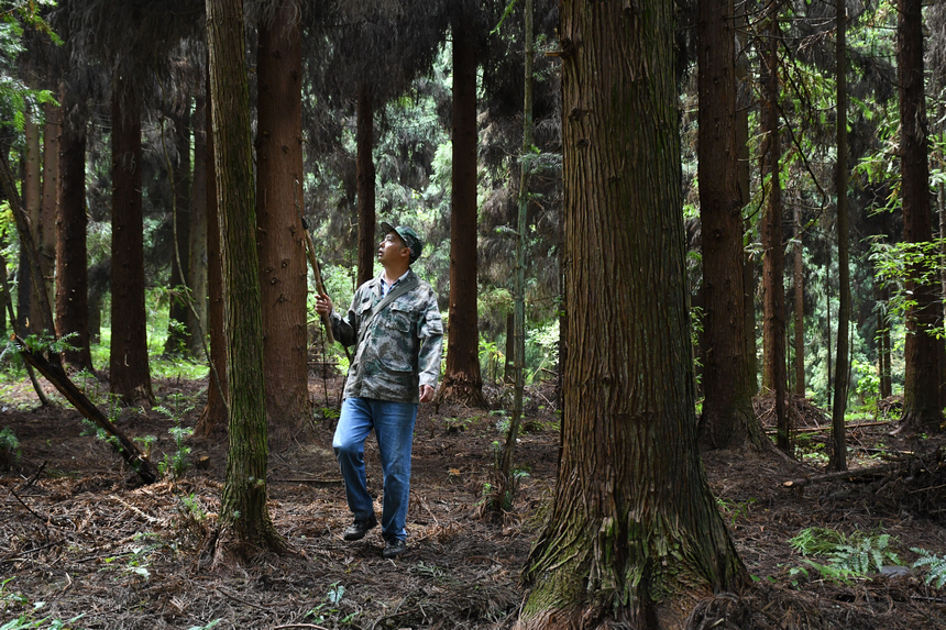 姚克禮在巡林。