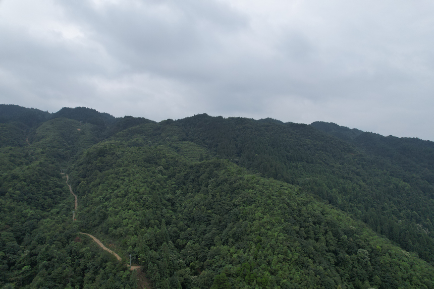 黎平縣德順鄉龍安村森林圖景。
