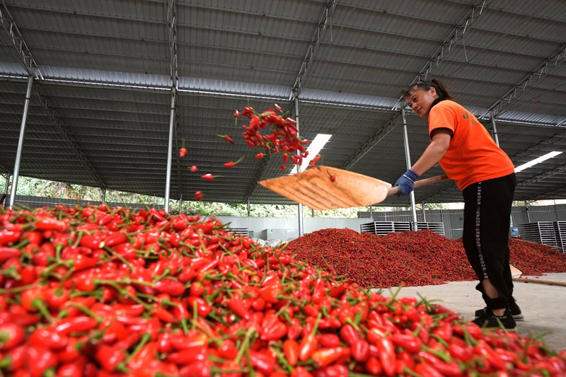 火紅的辣椒映紅了車間。