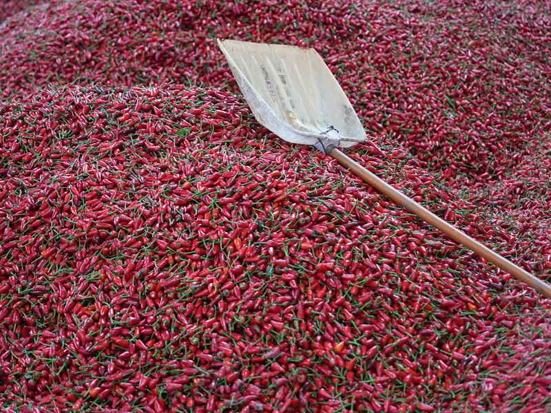 火紅的辣椒映紅了車間。