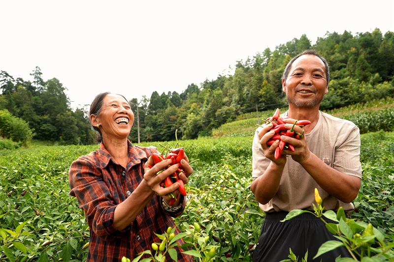 農戶的臉上洋溢著豐收的喜悅。