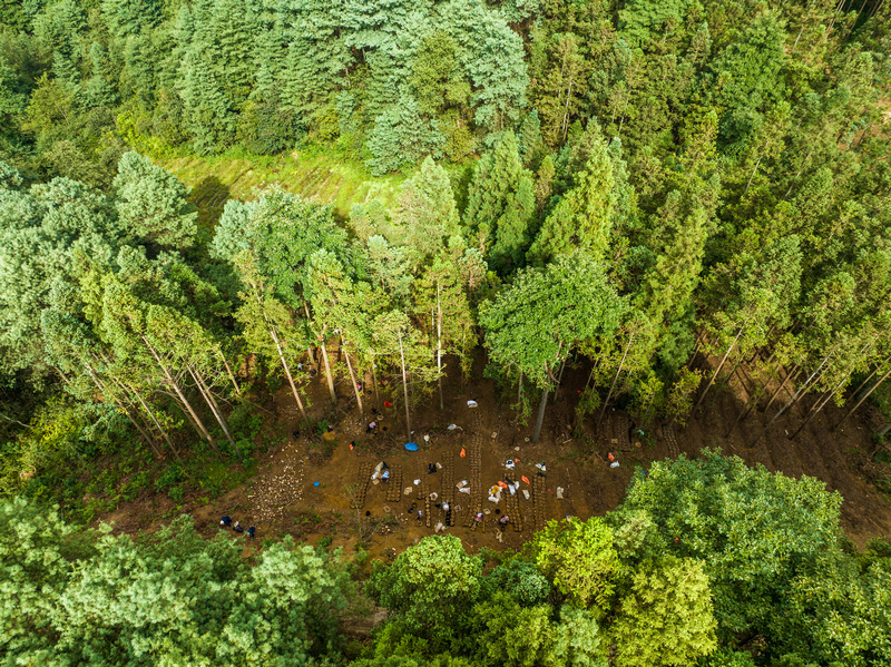 群眾在準備種植天麻的菌材。