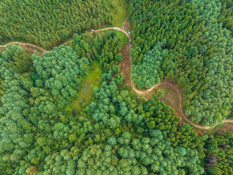 拱攏坪國(guó)家級(jí)森林公園林下種植基地。