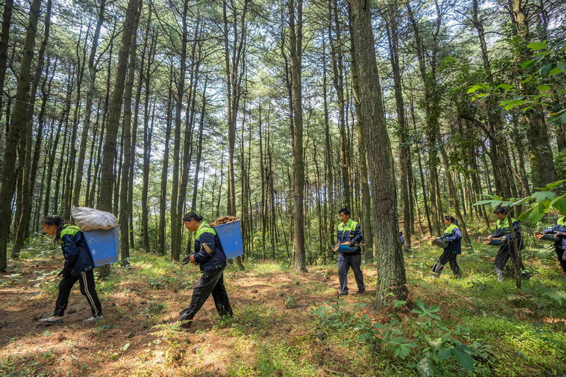 村民正在搬運(yùn)采收的天麻。