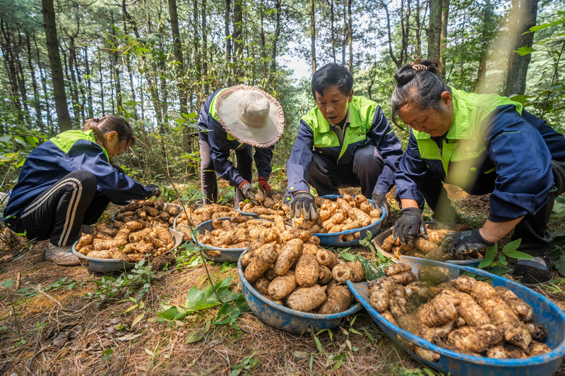 村民正在采收林下天麻。