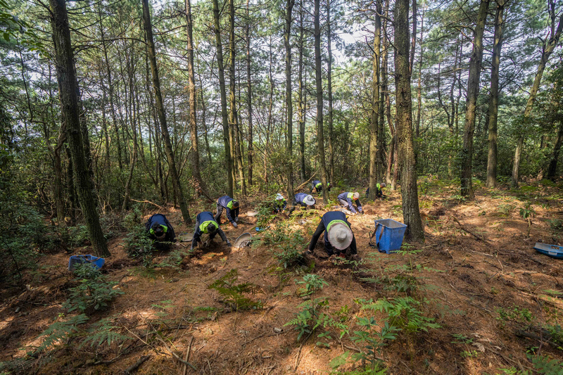 村民正在采收林下天麻。