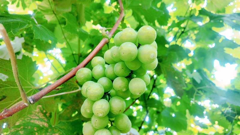 貴州松桃：生態(tài)葡萄甜蜜上市 串起鄉(xiāng)村振興致富路。