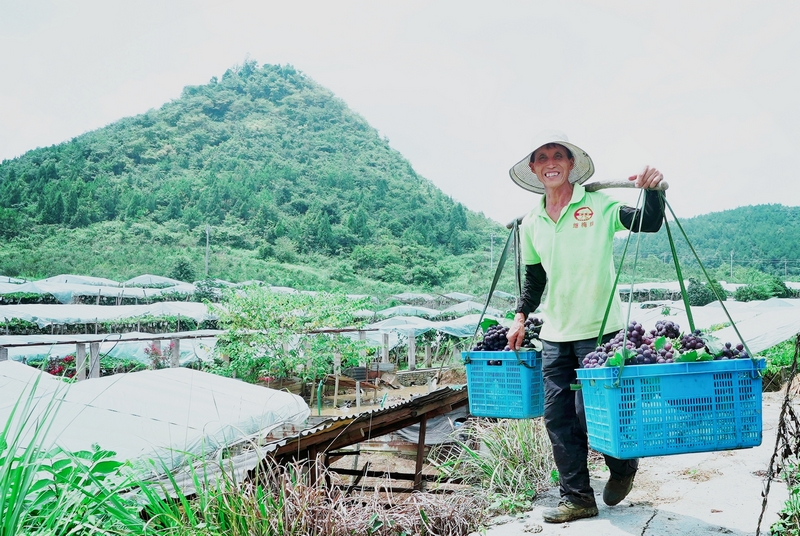貴州松桃：生態(tài)葡萄甜蜜上市 串起鄉(xiāng)村振興致富路。