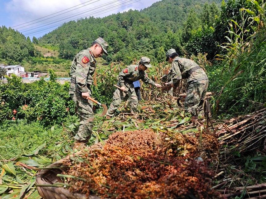 民兵收割高粱。