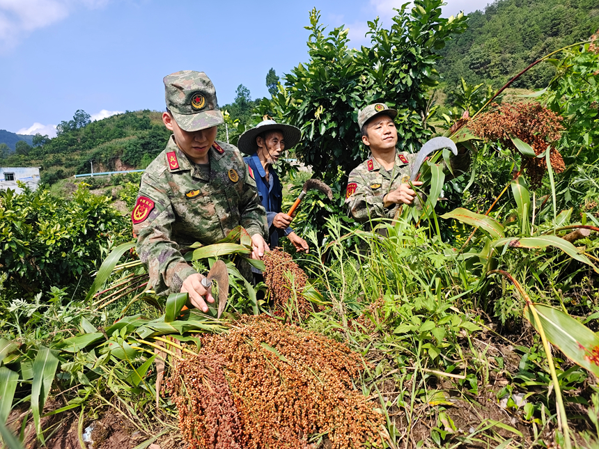 迷彩綠, 高梁紅。