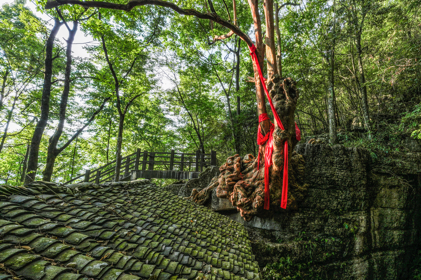 鳳岡六里村千年古樹 。 李自新攝