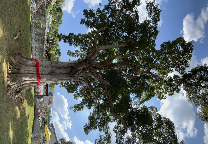 思南縣境內(nèi)中國最大古楠木，樹齡約1300多年。代忠迪攝 