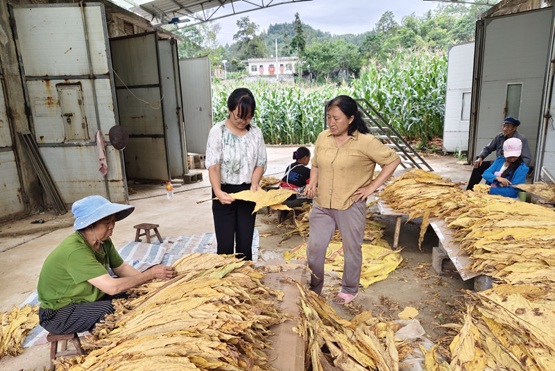 圖為烘烤出爐的煙葉色澤金黃。
