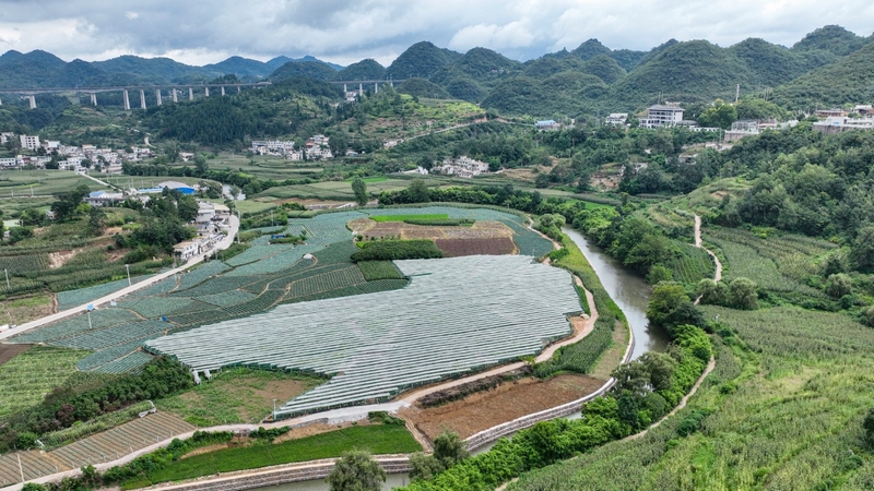 暗流河畔的葡萄園。沈建華攝.jpg