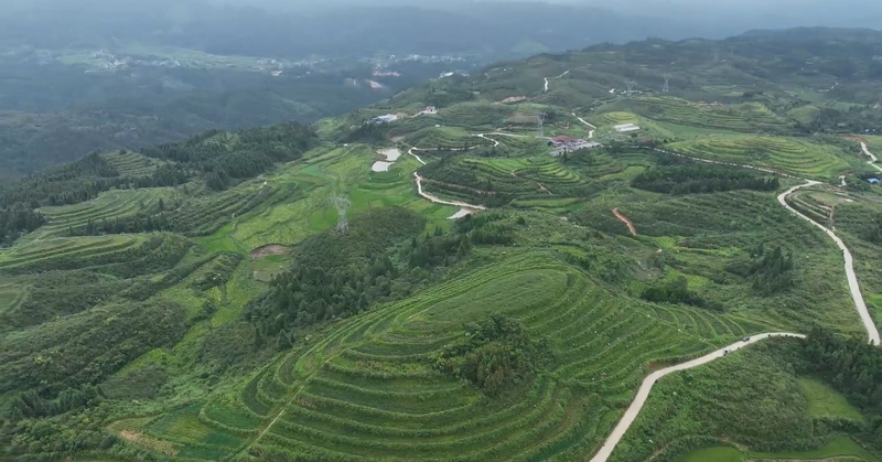 天柱縣辣椒種植基地。