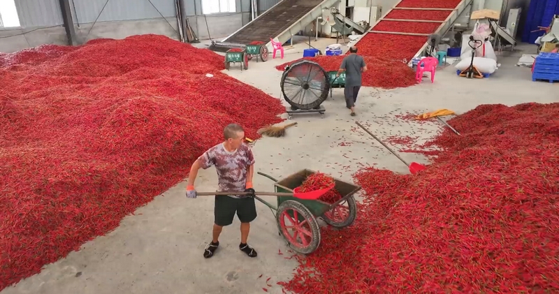 天柱縣云上儂家科技有限公司辣椒加工車間。