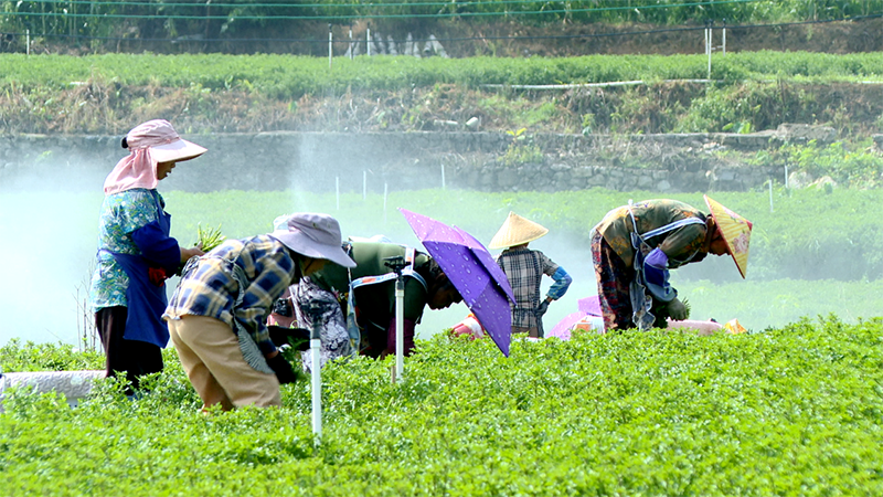工人們正忙著采摘、捆扎西洋菜。