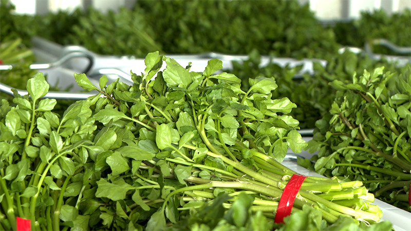 \西洋菜的采摘要求很高，桿是紅色的、太小的都不能采，要采綠色的、葉子好的，綁好之后要頭齊尾齊，有黃葉子或者有蟲(chóng)洞的都要把它打掉，品質(zhì)是很好的。