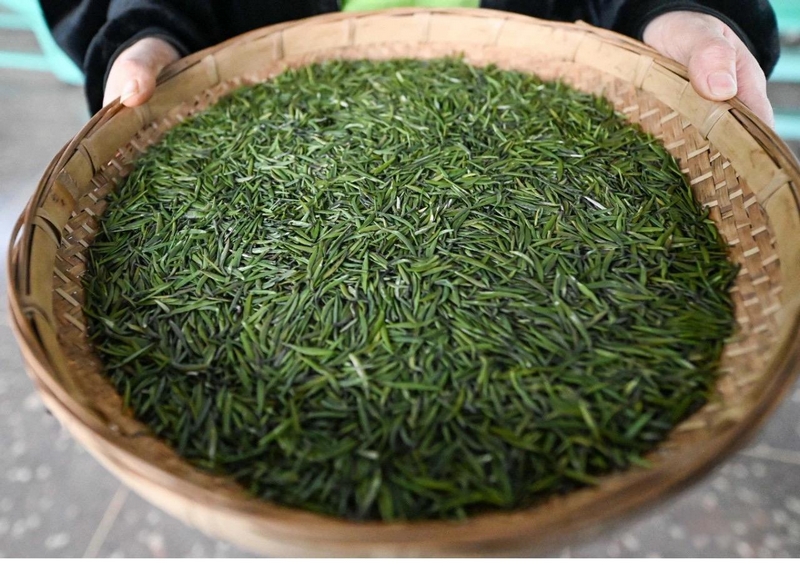 一誠茶業加工廠晾曬的茶葉.jpg