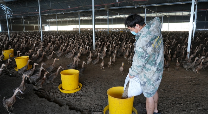 養(yǎng)殖員正在大棚內巡查鴨群生長情況。
