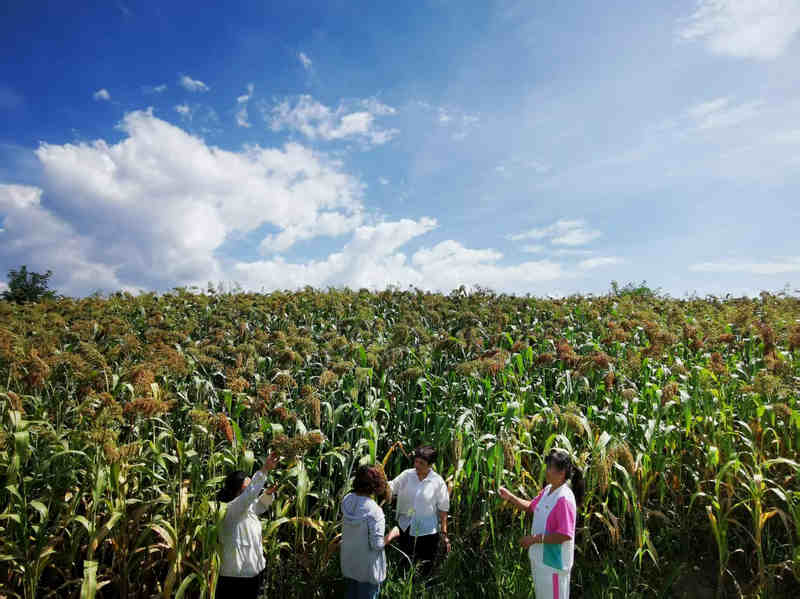 貴州省黔西市農技人員查看高粱的長勢。