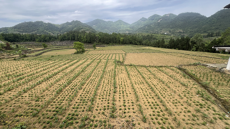 種植基地。