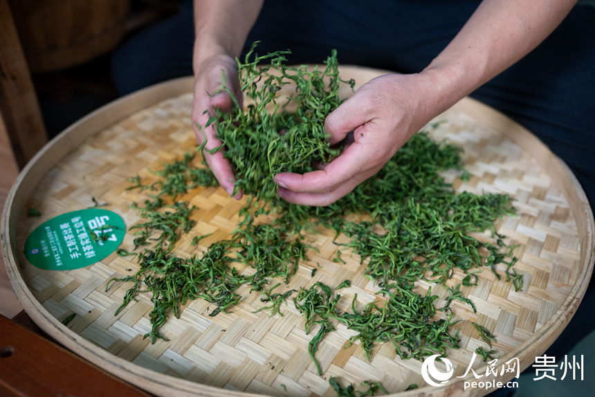 手工綠茶加工比賽現場。人民網記者 涂敏攝
