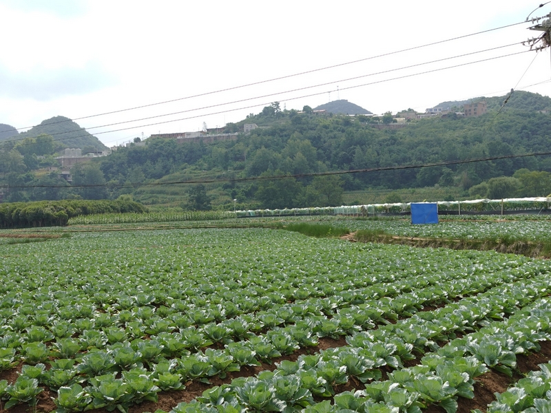 暗流鎮(zhèn)的蔬菜種植基地。胡約姣 攝.jpg