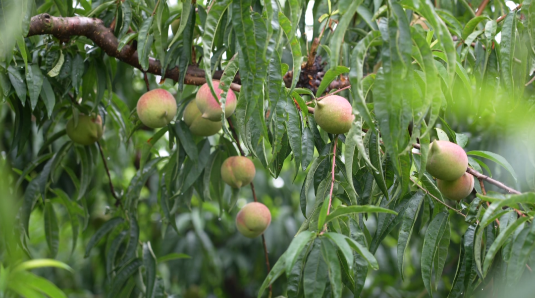 桃果飄香 “甜蜜產(chǎn)業(yè)”鋪就致富路。