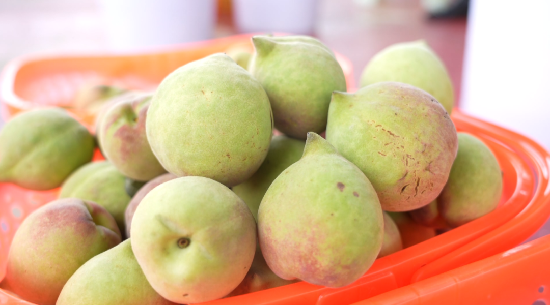 桃果飄香 “甜蜜產(chǎn)業(yè)”鋪就致富路。