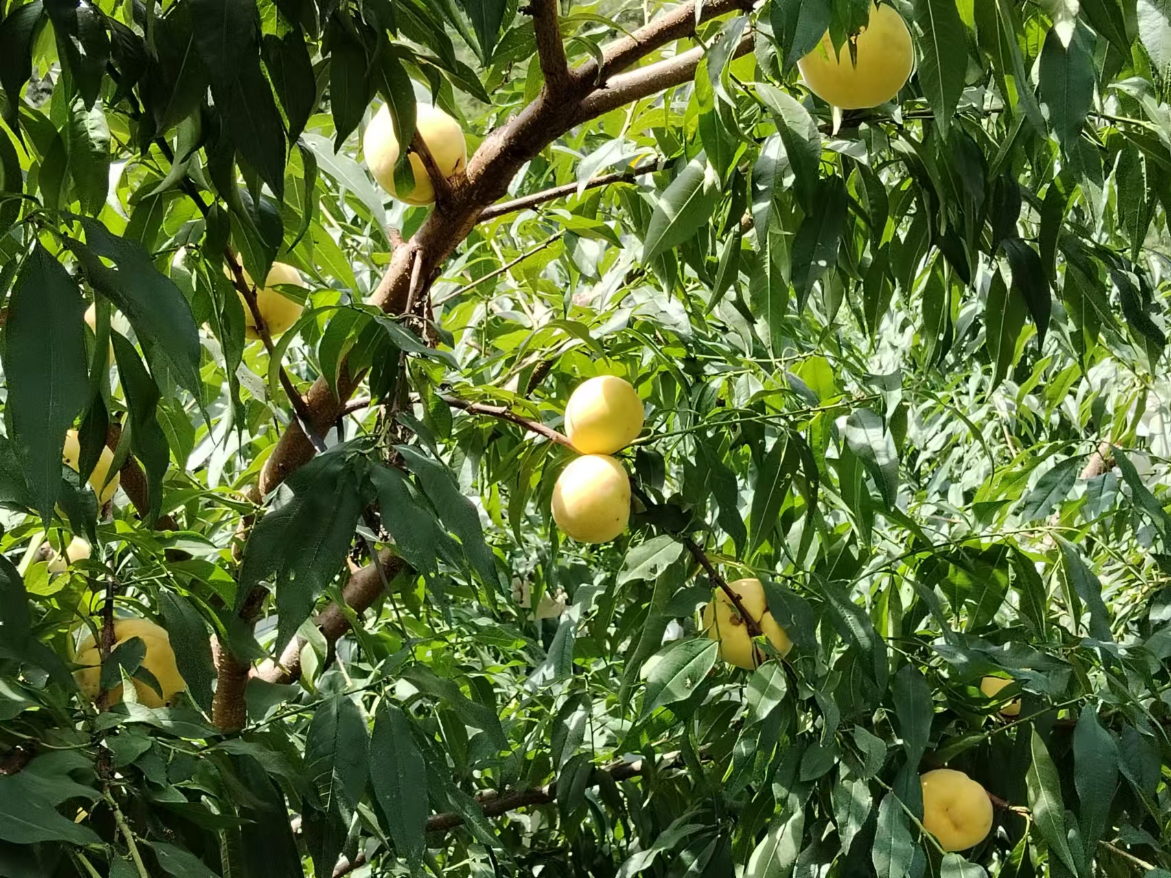 圖為黃桃種植基地。