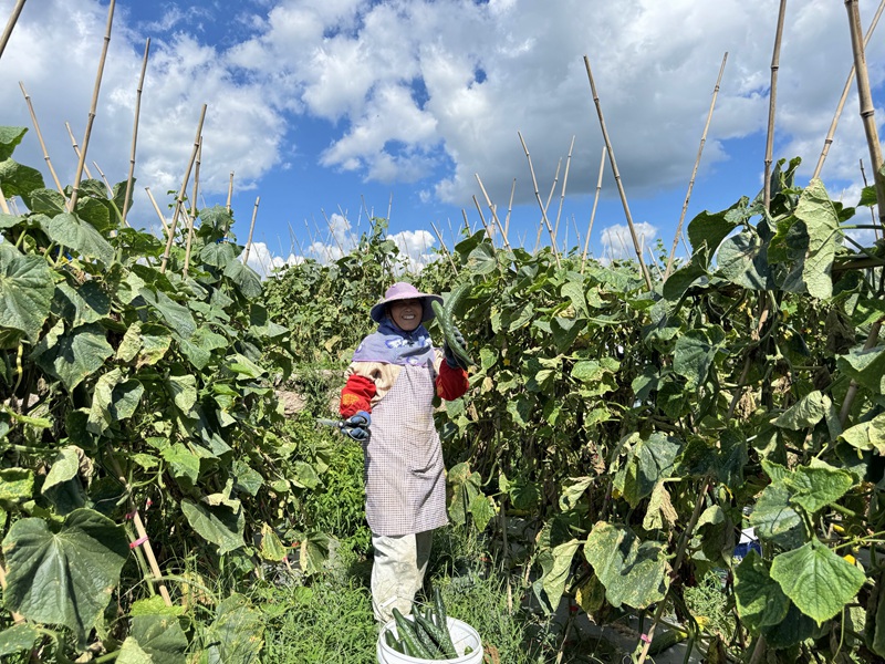 白云鎮林下村黃瓜豐產俏銷大灣區。