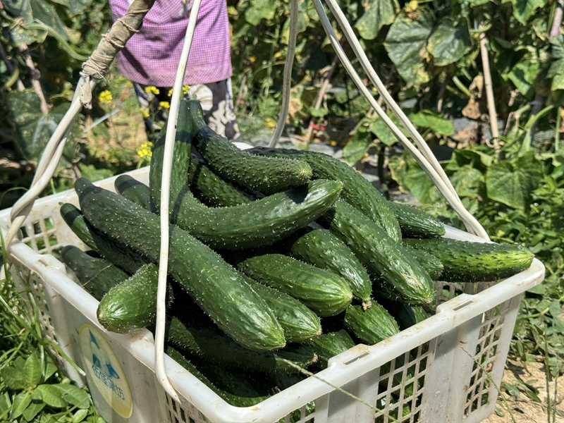 貴州平壩白云鎮：林下村黃瓜豐產俏銷大灣區 (5)