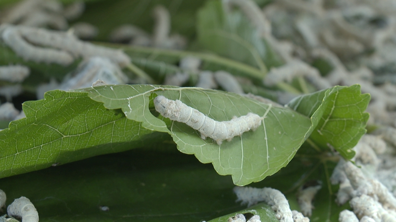 2 圖為清晨時分，剛從田間采摘的新鮮桑葉，成為喚醒蠶寶寶的信號。