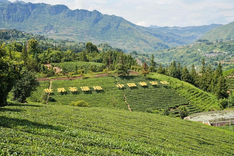 茶園一角。主辦方供圖