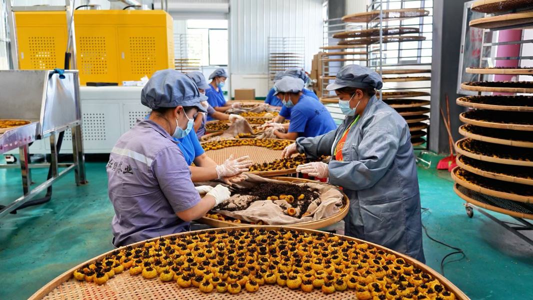 圖為工人們將發酵的紅茶填入挖空的刺梨果中。圖片由甕安融媒提供