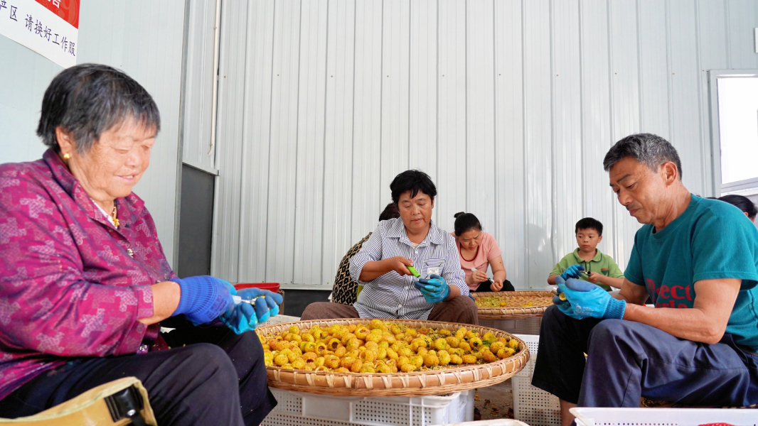 圖為為當地農戶提供了穩定的就業崗位與收入來源。圖片由甕安融媒提供.