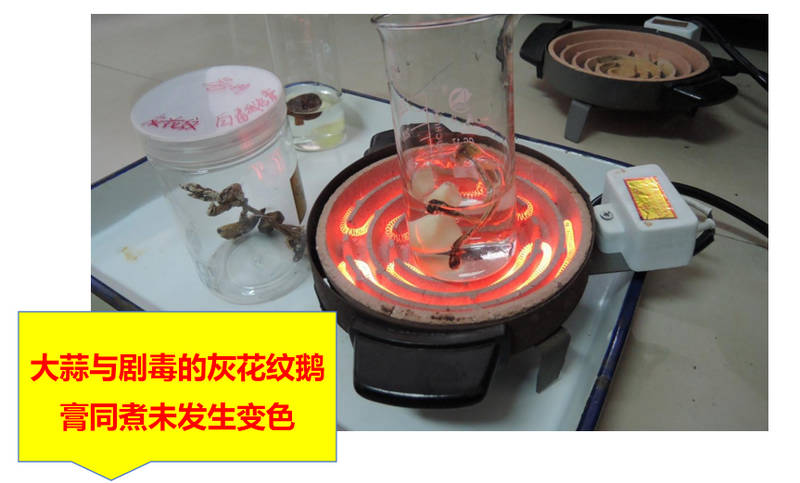 大蒜與劇毒的灰花紋鵝膏同煮未發生變色。