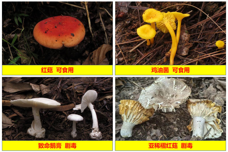 根據(jù)顏色與形狀不能簡單區(qū)別蘑菇是否有毒。